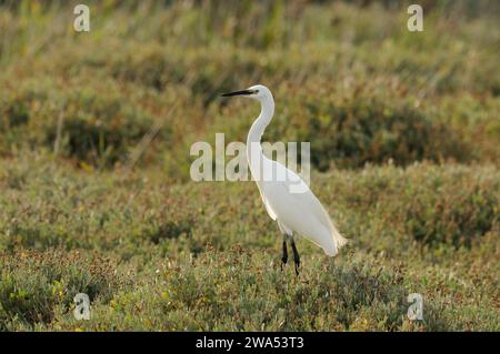 Kleiner Egret, Egretta Garzetta, Jagd im Küstensumpf, Cley, Norfolk Stockfoto