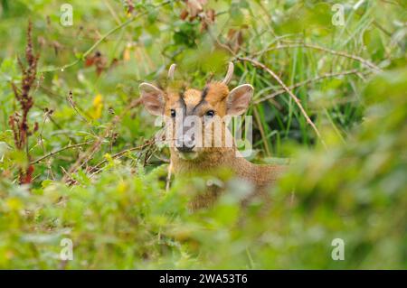 Muntjac-Hirsch, Muntiacus reevesi, männlich, Bock, im Unterholz, Norfolk, Suffolk Stockfoto