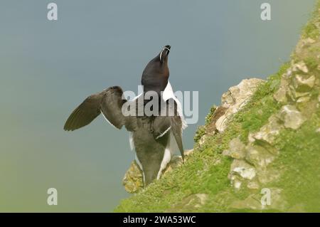 Razorbill, ALCA Torda, hoch oben auf Klippen, sich ausdehnende Flügel, Bempton Cliffs, Yorkshire, Großbritannien Stockfoto