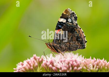 Roter Admiral-Schmetterling, Vanessa atalanta, Nektaring auf Hanflandwirtschaft, Strumpshaw Fen, Norfolk Stockfoto