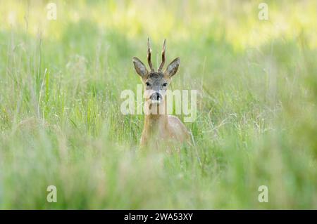 Rehe, Bock, Capreolus capreolus, Feen, Frühling, Norfolk Stockfoto