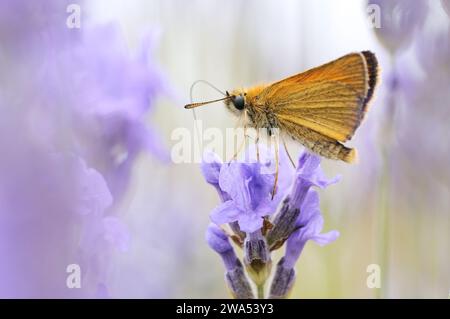 Kleiner Skipper Schmetterling, Thymelicus sylvestris, Lavendelfütterung, Garten, Norfolk, Sommer Stockfoto