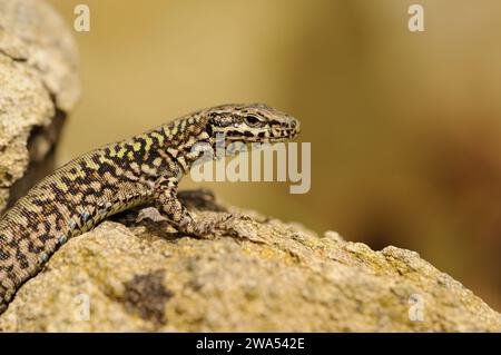 Mauerechse, Europäische Mauerechse, Podarcis muralis, auf Felsen baden, Suffolk, UK Stockfoto