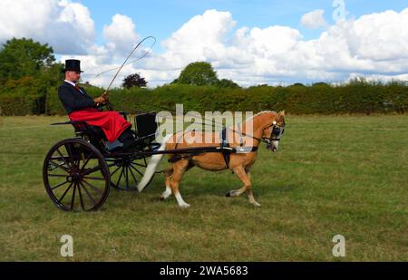 Kutschfahrt Gig mit einem Pferd und Fahrer auf dem Feld. Stockfoto