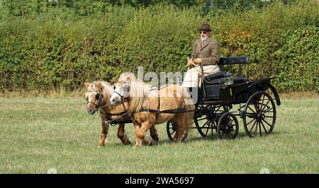 Kutschenfahrender Buggy mit zwei Ponys auf Parkland. Stockfoto