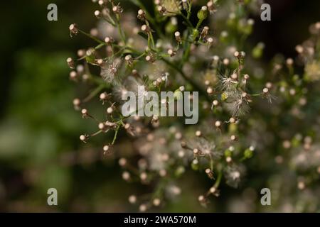 Erigeron canadensis, kanadischer Fleabane Stockfoto