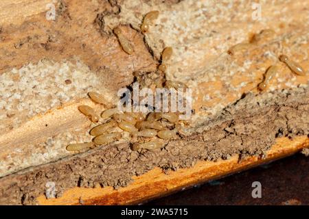 Reticulitermes Flavipes, östliche unterirdische Termite Stockfoto