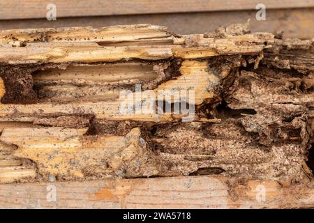 Reticulitermes Flavipes, östliche unterirdische Termite Stockfoto