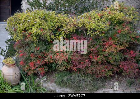 Eremo Francescano ‚Le Celle‘, Torreone, Cortona, Arezzo, Toskana, Italien, Europa Stockfoto