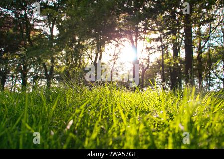 Die Sonne untergeht über einem Feld in Dublin, was eine wunderschön seltene goldene Stunde darstellt. Stockfoto