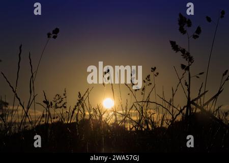 Die Sonne untergeht über einem Feld in Dublin, was eine wunderschön seltene goldene Stunde darstellt. Stockfoto