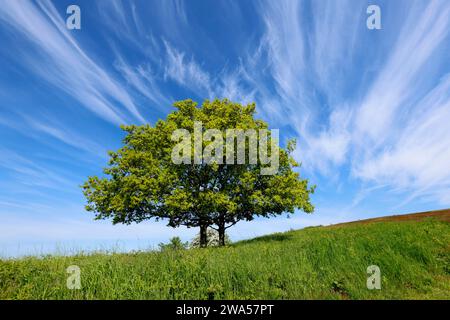 Blauer Himmel über Chase End Hill, Herefordshire, dem Beginn der Malvern Hills. Stockfoto