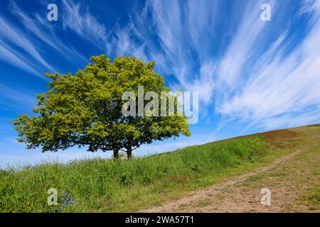 Blauer Himmel über Chase End Hill, Herefordshire, dem Beginn der Malvern Hills. Stockfoto