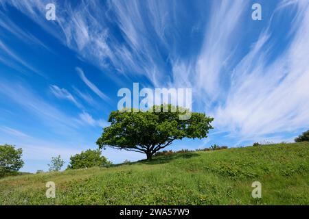 Blauer Himmel über Chase End Hill, Herefordshire, dem Beginn der Malvern Hills. Stockfoto