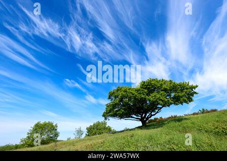 Blauer Himmel über Chase End Hill, Herefordshire, dem Beginn der Malvern Hills. Stockfoto