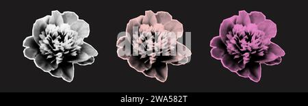 Pfingstrose Blumen Halbton Collage Elemente Vektor Illustration Stock Vektor