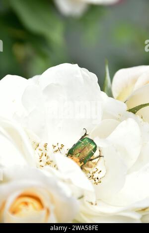 Große grüne Käfer, die auf weißen Rosenknospen sitzen, Insekten auf Blume im Sommergarten, blühende Blütenblätter, duftendes blumiges Aroma, Makro, botanisch. Stockfoto