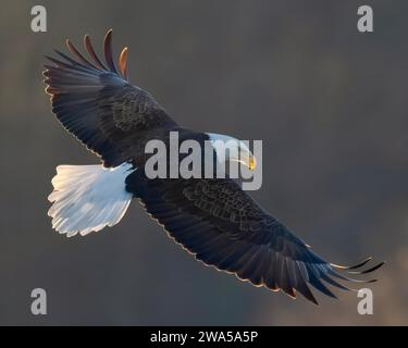 Ein Vogel fliegt über den Berg Stockfoto