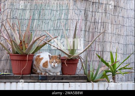 Schmutzige, orange und weiße Straßenkatze liegt auf einem Holzvorsprung zwischen zwei scharfen Aloe Vera Pflanzen. Stockfoto