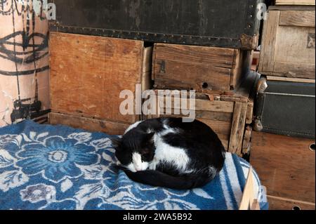 Eine schwarz-weiße Straßenkatze kuschelt sich auf einer warmen blauen Decke für eine morgendliche Siesta. Stockfoto