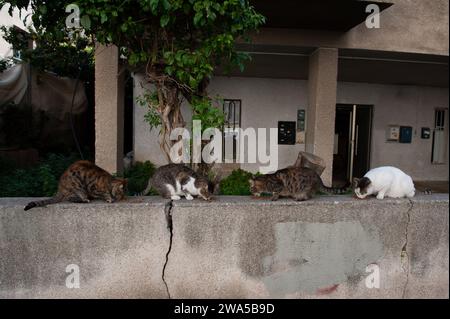 Eine Mischung aus vier wilden Straßenkatzen von Tel Aviv essen eine Mahlzeit mit getrocknetem Futter, während sie am oberen Rand einer zerrissenen Zementwand sitzen. Stockfoto