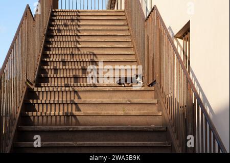 Eine schwarz-weiße Straßenkatze findet ein warmes Holzbrett in der Mitte einer Treppe und legt sich für eine Nachmittagspause bei strahlendem Sonnenschein hin. Stockfoto