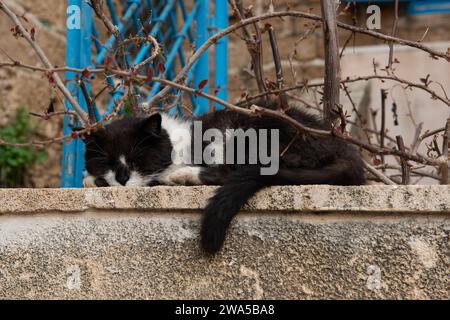 Schwarz-weiße Katze, die auf einer Zementwand schläft, mit dem Schwanz, der herunterhängt und von einem Baumzweig bedeckt ist. . Stockfoto