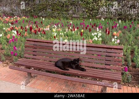 Eine schwarze Katze sitzt auf einer Holzbank, umgeben von einem Rahmen aus eleganten, bunten Blumen. Stockfoto