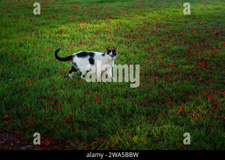 Eine schwarz-weiße ausgewachsene Katze mit schwarzem, ausgestrecktem Schwanz schlendert stolz über einen grasgrünen Rasen, der mit orangefarbenen Blütenblättern bedeckt ist. Stockfoto