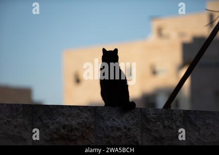 Silhouette einer schwarzen Katze, die stolz auf einer hohen Wand sitzt, mit Himmel und sonnenbeleuchteten Gebäuden im Hintergrund. Stockfoto