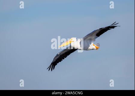 Amerikanischer weißer Pelikan (Pelecanus erythrorhynchos), der gegen den blauen Himmel fliegt, Merrit Island, Florida, USA. Stockfoto