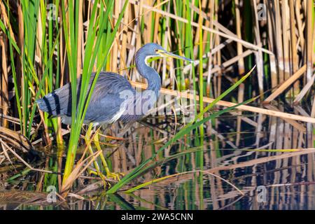 Dreifarbiger Reiher (Egretta tricolor) im Wasser, versteckt im Schilf, Lake Apopka, Florida, USA. Stockfoto