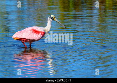 Rosenlöffelschnabel (Platalea ajaja) im Wasser mit Reflexion, Merrit Island, Florida, USA. Stockfoto