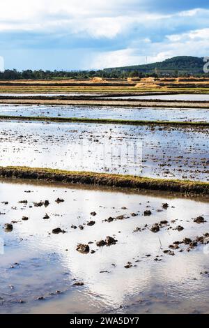 Landschaft des gepflanzten Reisfeldes. Traditionell landwirtschaftlich hinterlegt. Stockfoto