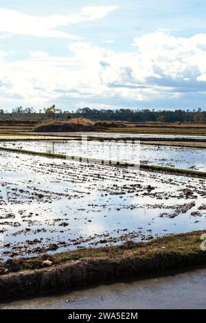 Landschaft des gepflanzten Reisfeldes. Traditionell landwirtschaftlich hinterlegt. Stockfoto