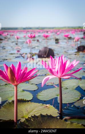 Wunderschöner Lotus am Red Lotus Lake, Udon thani, Thailand Stockfoto