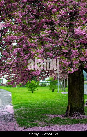 Teil der Krone eines Sakura-Baumes mit blühenden Blumen Stockfoto