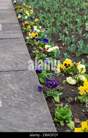 Stiefmütterchen und Tulpen wurden im Frühjahr in einem Blumenbeet der Stadt gepflanzt Stockfoto