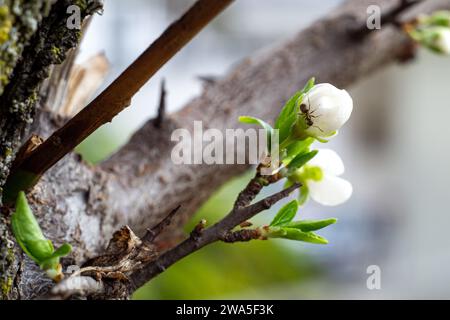 Eine kleine Ameise auf einer ungeöffneten weißen Kirschblüte Stockfoto