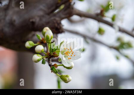 Eine blühende Blume und mehrere ungeöffnete Aprikosenknospen auf einem Baumzweig Stockfoto