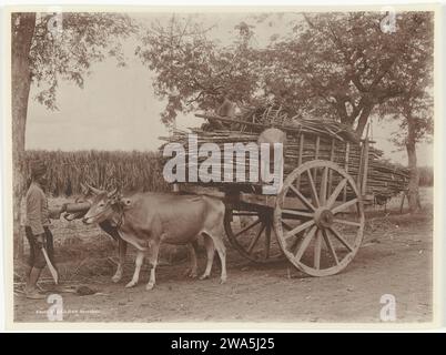 Riet Transport, ehemals Niederländisch-Ostindien, ca. 1890 - ca. 1911 Foto zwei Männer transportieren Riet mit einem Auto, das von zwei Ochsen gezogen wird (ehemals Niederländisch-Ostindien). Ein Mann sitzt auf dem Schilf des Autos und der andere, mit einem Kappmesser in der Hand, steht für die Ochsen, die das Auto ziehen. Niederländisch-Indien, die Zeitung. Fotografischer Träger Gelatinedruck Stockfoto