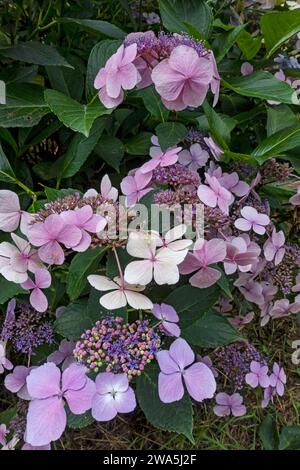 Nahaufnahme der rosa und blauen Lacecap Hortensie Makrophylla Blume blühende Blüten in der Blüte im Sommer England Großbritannien Großbritannien Großbritannien Großbritannien Großbritannien Großbritannien Großbritannien Großbritannien Großbritannien Großbritannien Großbritannien Großbritannien Großbritannien Großbritannien Großbritannien Großbritannien Großbritannien Stockfoto