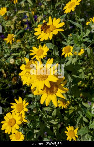 Nahaufnahme von gelben Maismarigolds Chrysantheme segetum Blume blühende Blumen in einem Wildblumen Wildblumen Garten Grenze Sommer England Großbritannien Stockfoto