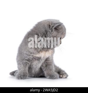 Süßes, 6 Wochen altes britisches Kurzhaar-Katzenkätzchen, das vorne sitzt. Seitlich schauen, um das Profil zu zeigen. Isoliert auf weißem Hintergrund Stockfoto