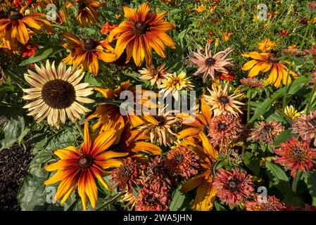 Nahaufnahme von Sonnenblumen und gemischten Rudbeckia rudbeckias Kegelblumen wachsen in einer Hütte Garten Grenze im Sommer England Großbritannien Stockfoto