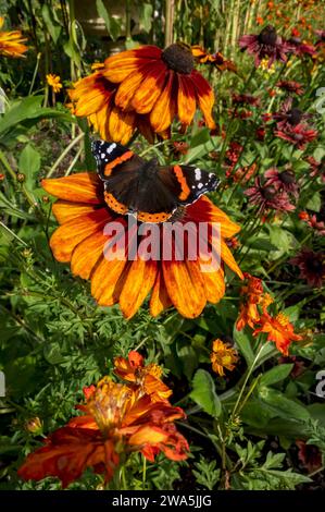 Nahaufnahme des roten Admiral Schmetterlings auf orange Rudbeckia rudbeckias Kegel Blüten im Garten England Großbritannien Großbritannien Großbritannien Großbritannien Großbritannien Großbritannien Großbritannien Großbritannien Großbritannien Großbritannien Großbritannien Großbritannien Großbritannien Großbritannien Großbritannien Großbritannien Großbritannien Großbritannien Großbritannien Großbritannien Großbritannien Großbritannien Großbritannien Stockfoto