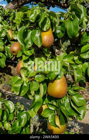 Nahaufnahme von Birnenbaum Cordon reife Birnen Früchte wachsen in einem Garten im Herbst England Großbritannien Großbritannien Großbritannien Großbritannien Großbritannien Großbritannien Großbritannien Großbritannien Großbritannien Großbritannien Großbritannien Großbritannien Großbritannien Großbritannien Großbritannien Großbritannien Großbritannien Großbritannien Großbritannien Großbritannien Stockfoto