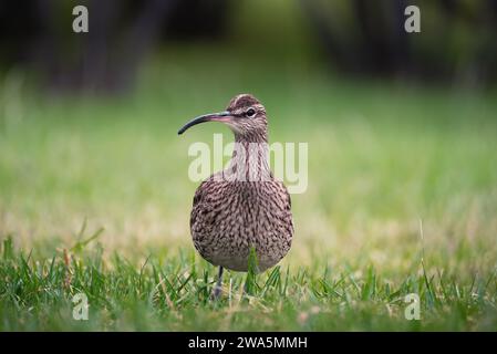 Einzelnes Eaurasisches oder gemeines Wimbrel - Numenius phaeopus im natürlichen Lebensraum Stockfoto