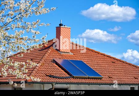 Solarthermiekollektor auf einem roten Hüftdach neben einem blühenden Kirschbaum vor einem blauen Himmel mit weißen Wolken Stockfoto