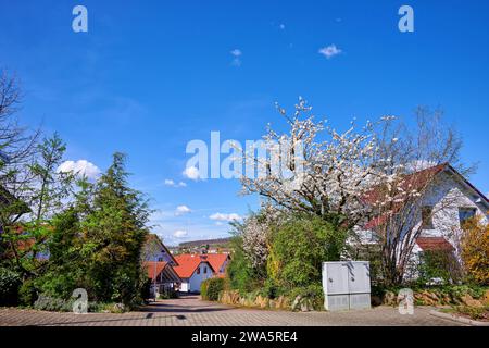 Urbane Frühlingslandschaft in der Stadt mit blühendem Kirschbaum und blauem Himmel im Walzbachtal - Deutschland Stockfoto